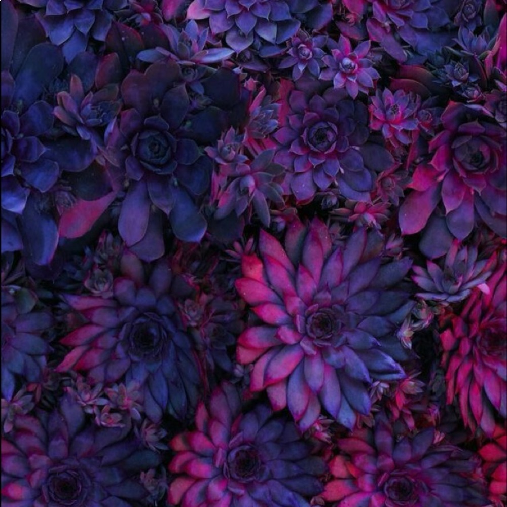 Meet your Posher, Anglea